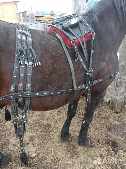 Сбруя для лошади, седелка