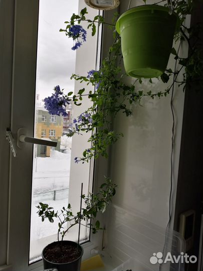 Плюмбаго свинчатка