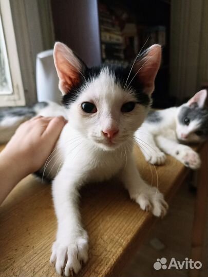 Котята турецкой ангоры