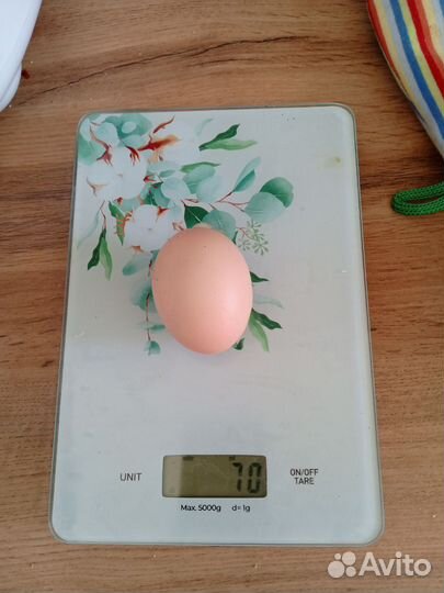 Продам домашние куриные яйца