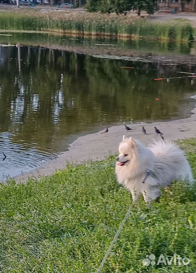 Немецкий шпиц вязка