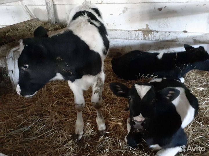 Молодые телята бычки