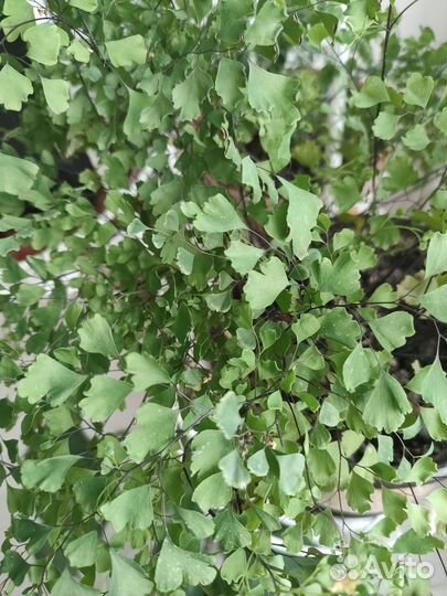 Комнатные растения цветы