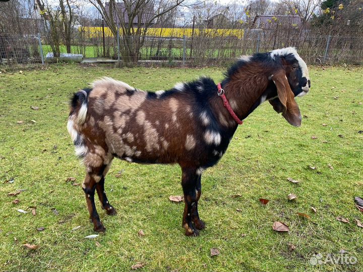 Козел для вязки