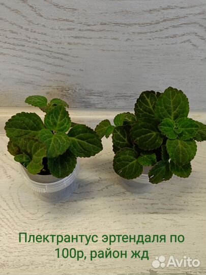 Плектрантус