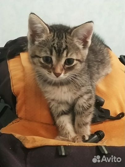 Сибирские котята