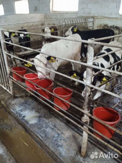 Телята, бычки, телочки, телки