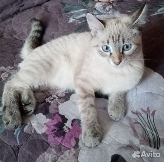 Отдам кошечку в добрые руки