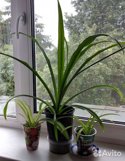 Хлорофитум,традесканции и др дом цветы