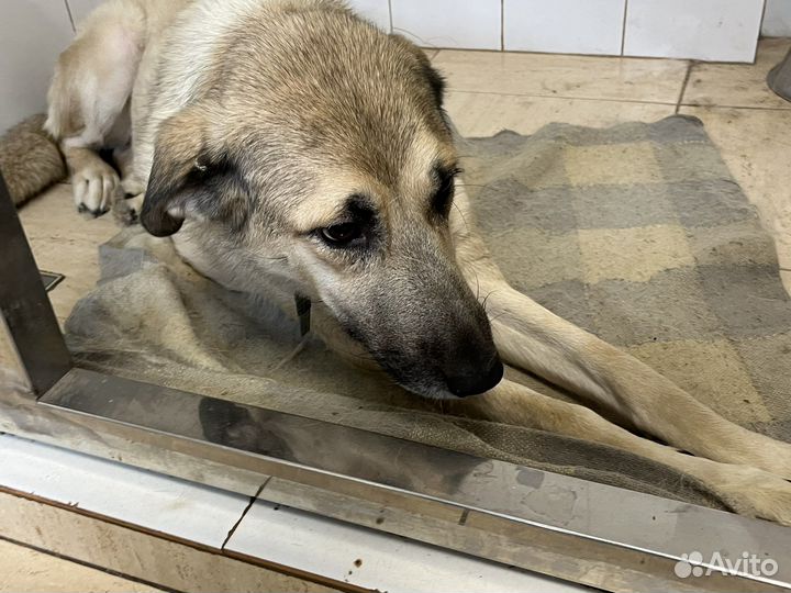 Собака бесплатно