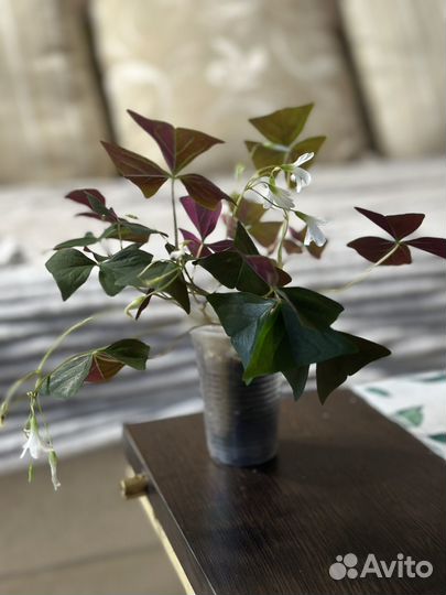 Кислица (оксалис)