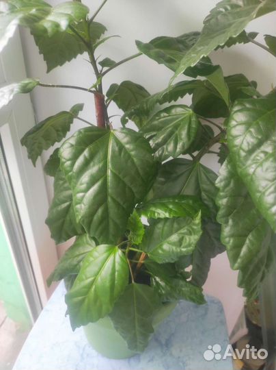 Гибискус большой 8 бутонов