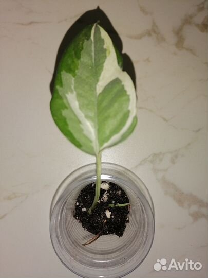 Сциндапсус