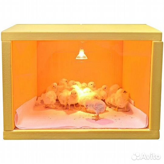 Брудер для цыплят 