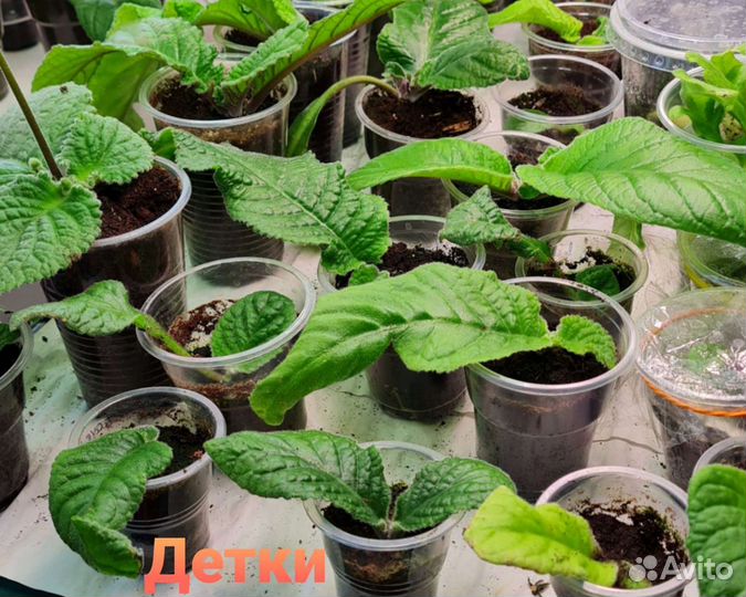 Стрептокарпусы сортовые мировых селекционеров