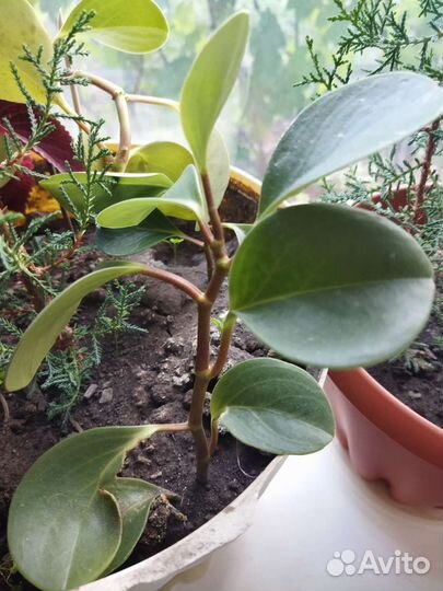 Кипарис,кактусы,финик,каланхоэ,колеус,сансевиерия