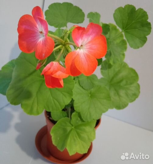 Пеларгония герань комнатные цветы