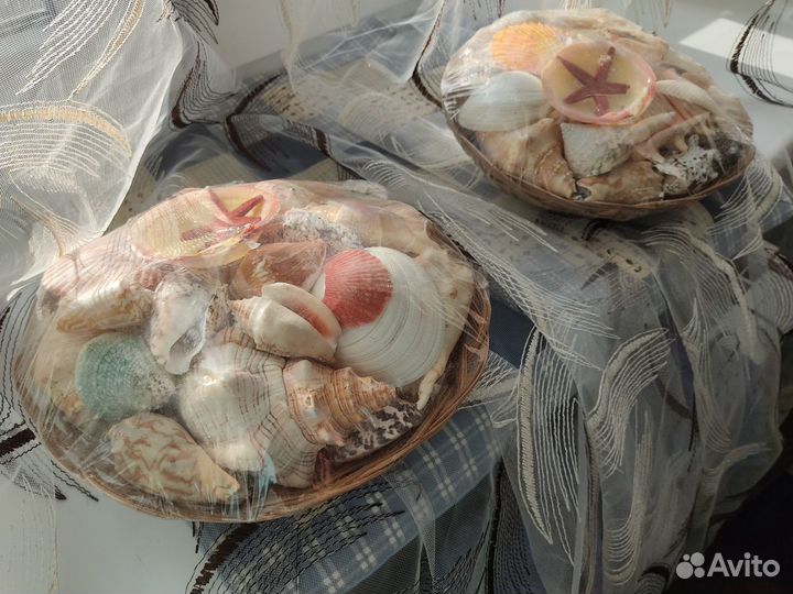 Морские ракушки