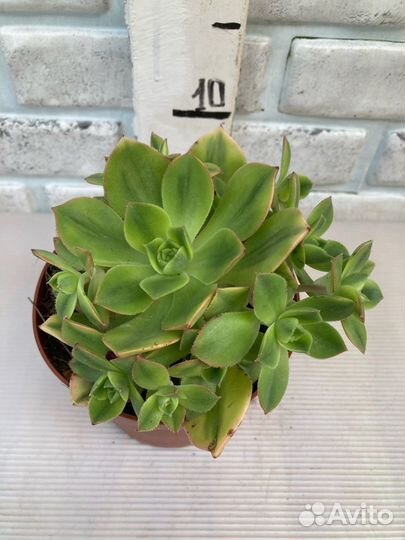 Эониум, несколько сортов из питомника растений