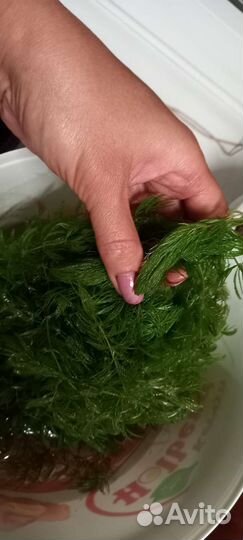 Водоросли для аквариума