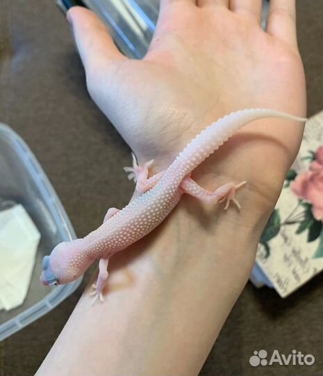 Эублефары Diablo Blanco, Blizzard