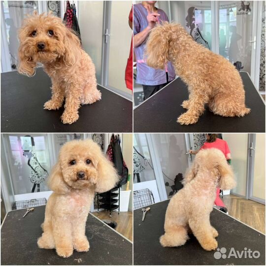 Начинающий грумер