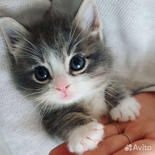 Котёнок, котята в добрые руки