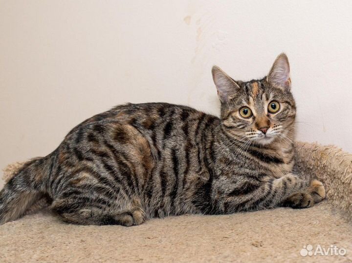 Кошечка Челка в дар