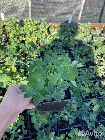 Растения для сада