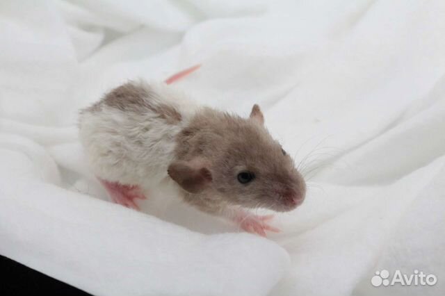 Крысята крысы дамбо вельветин рекс хаски питомник