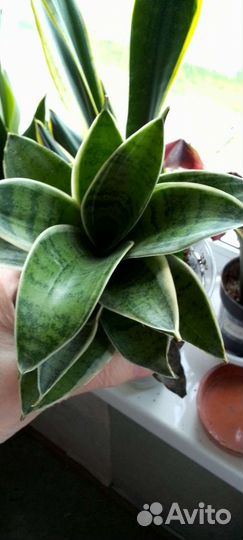 Сансевиерия. Ханни Крем