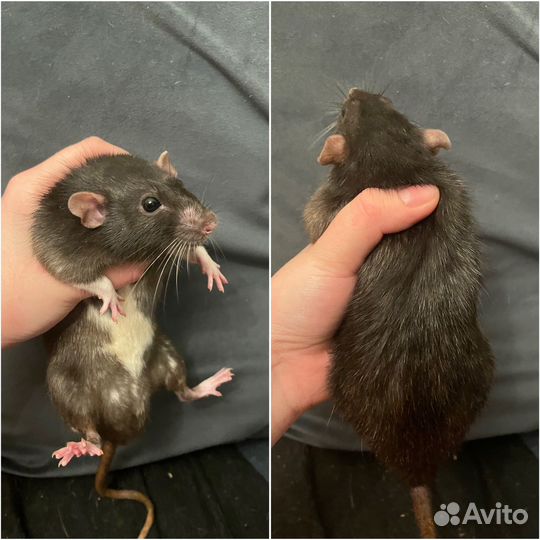 Крысы мальчики