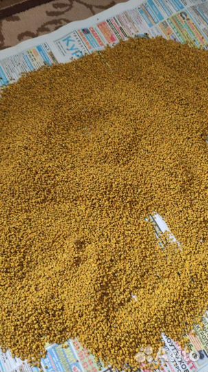 Пыльца пчелиная