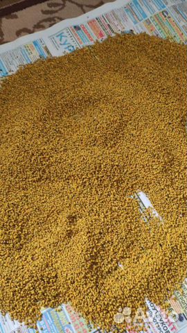 Пыльца пчелиная