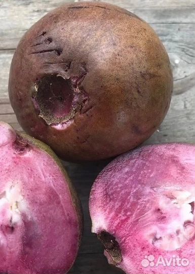 Джаботикаба (Red Hybrid), Syzygium, гуайява