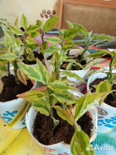 Педилантус