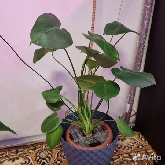 Монстера деликатесная крупная