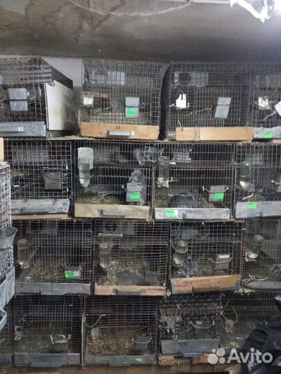 Клетки для шиншилл