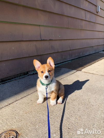 Выгул собак, котоняня, догситтер