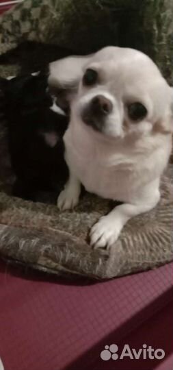 Девочка чихуахуа