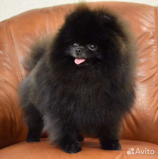 Померанский шпиц кобель вязка