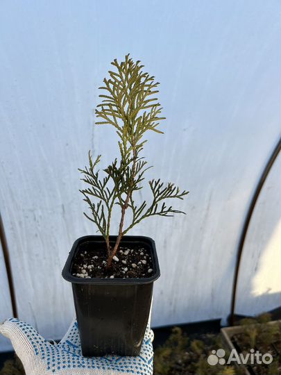 Туя западная Смарагд