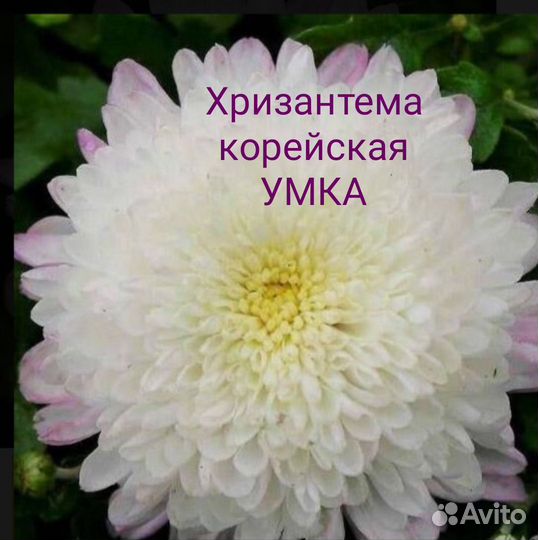 Хризантема корейская «умка»