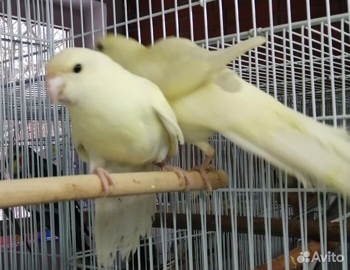 Попугай какарик и другие