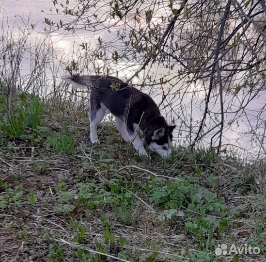 Щенок сибирской хаски