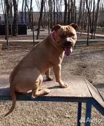 Щенки стаффорда