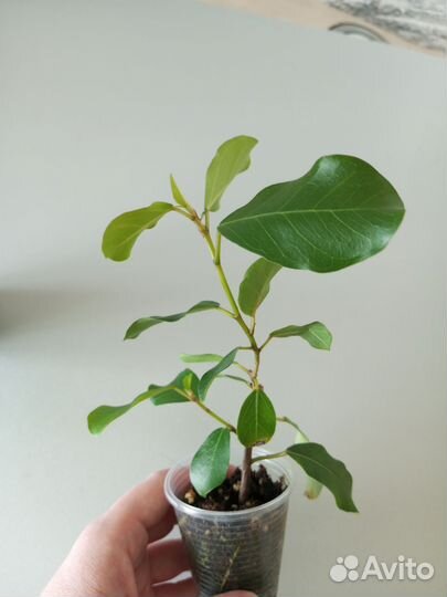 Фикус бенджамина