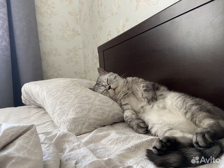 Британец помесь