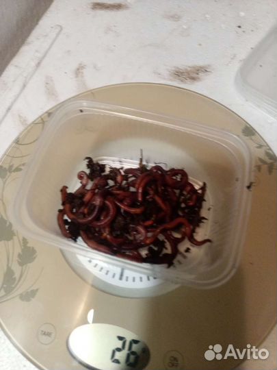 Навозный червь