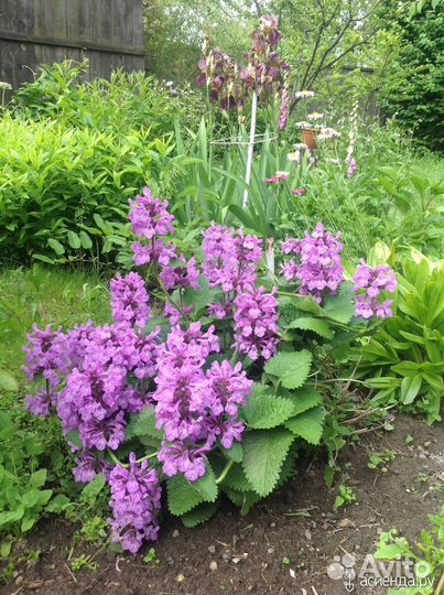 Буквица многолетник - саженцы (обменяю)